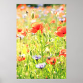 Mohn Traum Poster (Voorkant)
