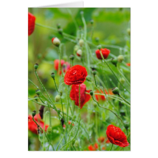 Mohnblumen (Voorkant)