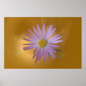 Mojave Aster Wildflower Poster (Voorkant)