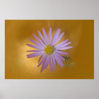 Mojave Aster Wildflower Poster