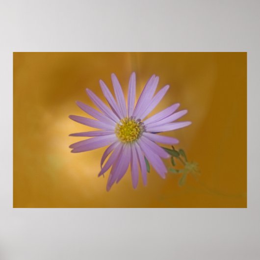 Mojave Aster Wildflower Poster (Voorkant)