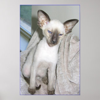 Mojave de Grote Poster