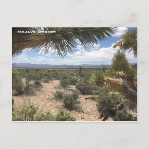 Mojave Desert Briefkaart