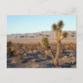 Mojave Desert scene 01 Briefkaart (Voorkant)