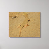 Mojave franjehagedis canvas afdruk (Voorkant)