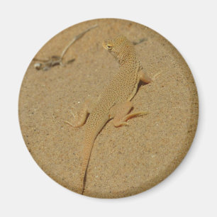 Mojave fringe-toed hagedis magneet