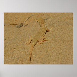 Mojave fringe-toed hagedis poster