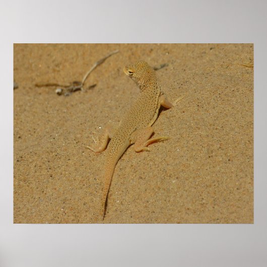 Mojave fringe-toed hagedis poster (Voorkant)