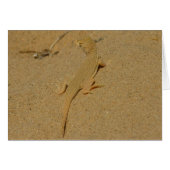 Mojave Fringe Toed Lizard (Voorkant Horizontaal)