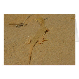 Mojave Fringe Toed Lizard