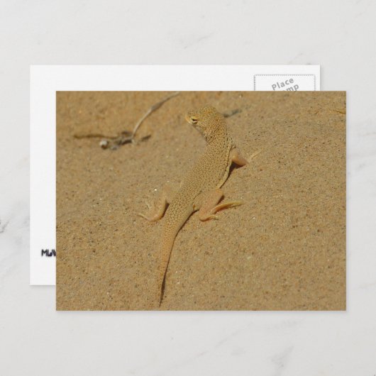 Mojave Fringe Toed Lizard Briefkaart (Voorkant / Achterkant)