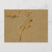 Mojave Fringe Toed Lizard Briefkaart (Voorkant)