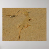 Mojave Fringe Toed Lizard Poster (Voorkant)