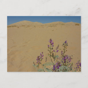Mojave Indigo Bush en Kelso Dunes Briefkaart