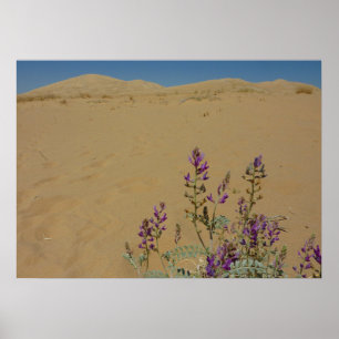 Mojave Indigo Bush en Kelso Dunes Poster