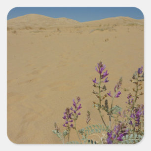 Mojave Indigo Bush en Kelso Dunes Vierkante Sticker