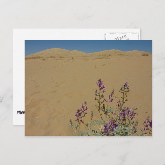 Mojave Indigo Struik en Kelso Dunes Briefkaart (Voorkant / Achterkant)