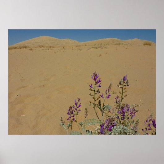 Mojave Indigo Struik en Kelso Dunes Poster (Voorkant)
