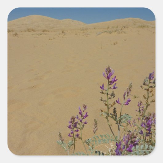 Mojave Indigo Struik en Kelso Dunes Vierkante Sticker (Voorkant)