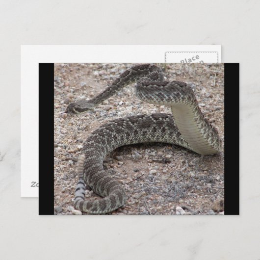 Mojave Rattlesnake Briefkaart (Voorkant / Achterkant)