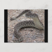 Mojave Rattlesnake Briefkaart (Voorkant)