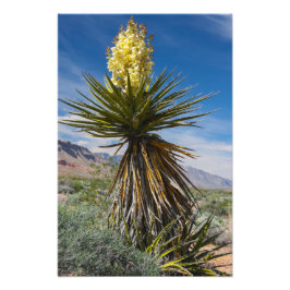Mojave yucca bloeit in de woestijn bij Las Vegas Foto Afdruk