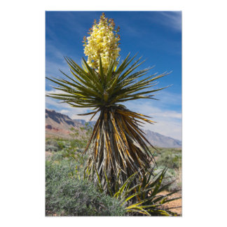 Mojave yucca bloeit in de woestijn bij Las Vegas Foto Afdruk