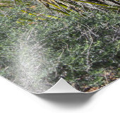 Mojave yucca bloeit in de woestijn bij Las Vegas Foto Afdruk (Hoek)