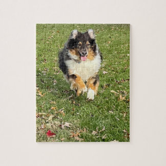 Mojo - Australian Shepherd Legpuzzel