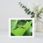 Mojo's Little Red Eft Briefkaart (Staand voorkant)