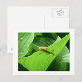 Mojo's Little Red Eft Briefkaart (Voorkant / Achterkant)