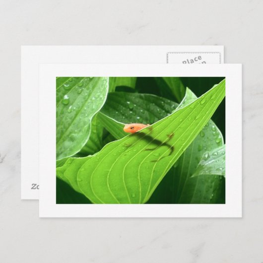 Mojo's Little Red Eft Briefkaart (Voorkant / Achterkant)