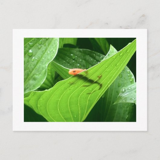 Mojo's Little Red Eft Briefkaart (Voorkant)