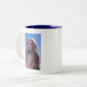 Mok Afghaanse hond (Voorkant links)