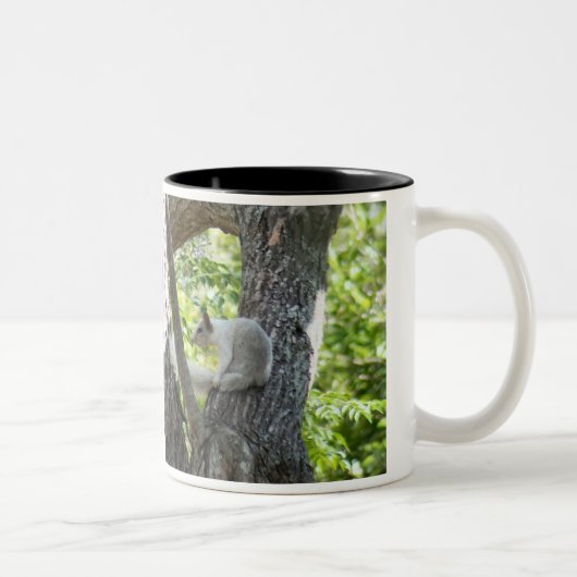 Mok Albino Squirrel (Rechts)