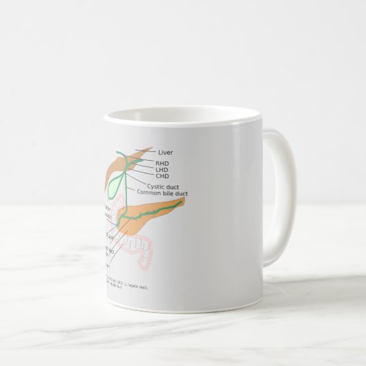 MOK Biliary System Diagram Gall Bladder (Voorkant rechts)