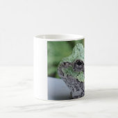 Mok boomkikker (Center)