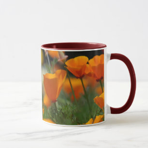 Mok Californië Poppy