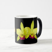 MOK, Cattyleyas, twee variëteiten Magische Mok (Voorkant rechts)