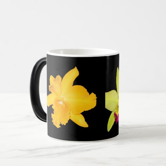 MOK, Cattyleyas, twee variëteiten Magische Mok (Voorkant links)