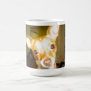 Mok Chihuahua