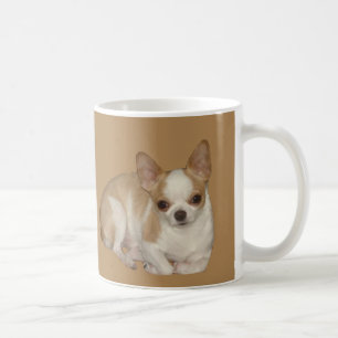 Mok Chihuahua