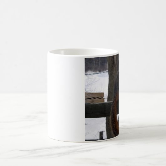 Mok eekhoorn (Center)