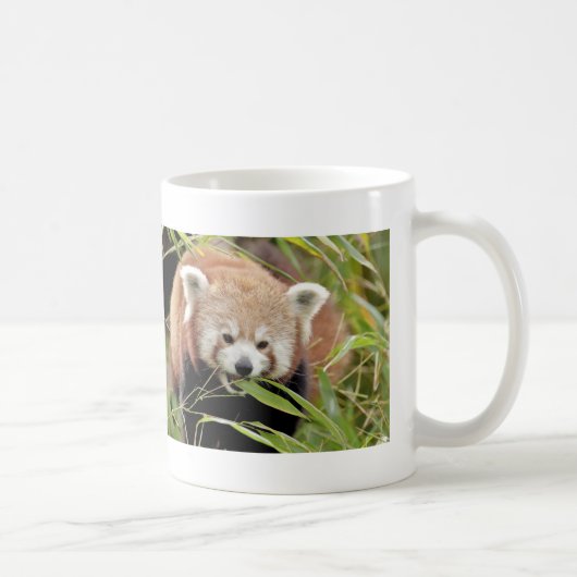 Mok Foto red panda, animal 0397. (Rechts)