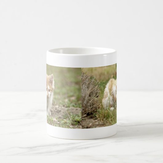 Mok. Fotostraatkat, kat.  mok koffie (Center)