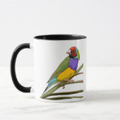 Mok Gouldian Finch (Links)