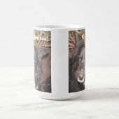 Mok Husky Collie Cross (Center)