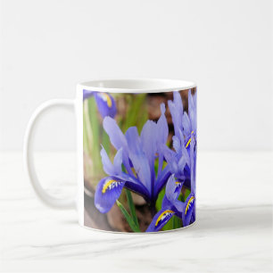 Mok Iris Flowers