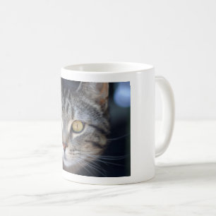 mok katten