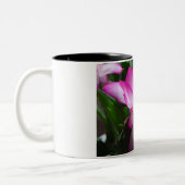 Mok kerstcactus Flowers (Links)